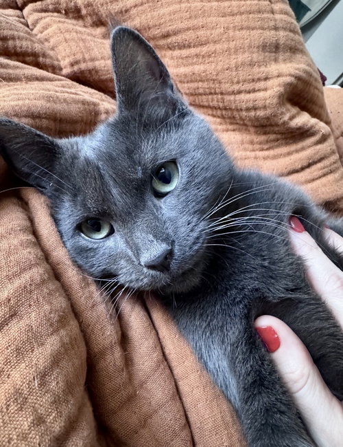Larry, an adoptable Domestic Short Hair in Brooklyn, NY