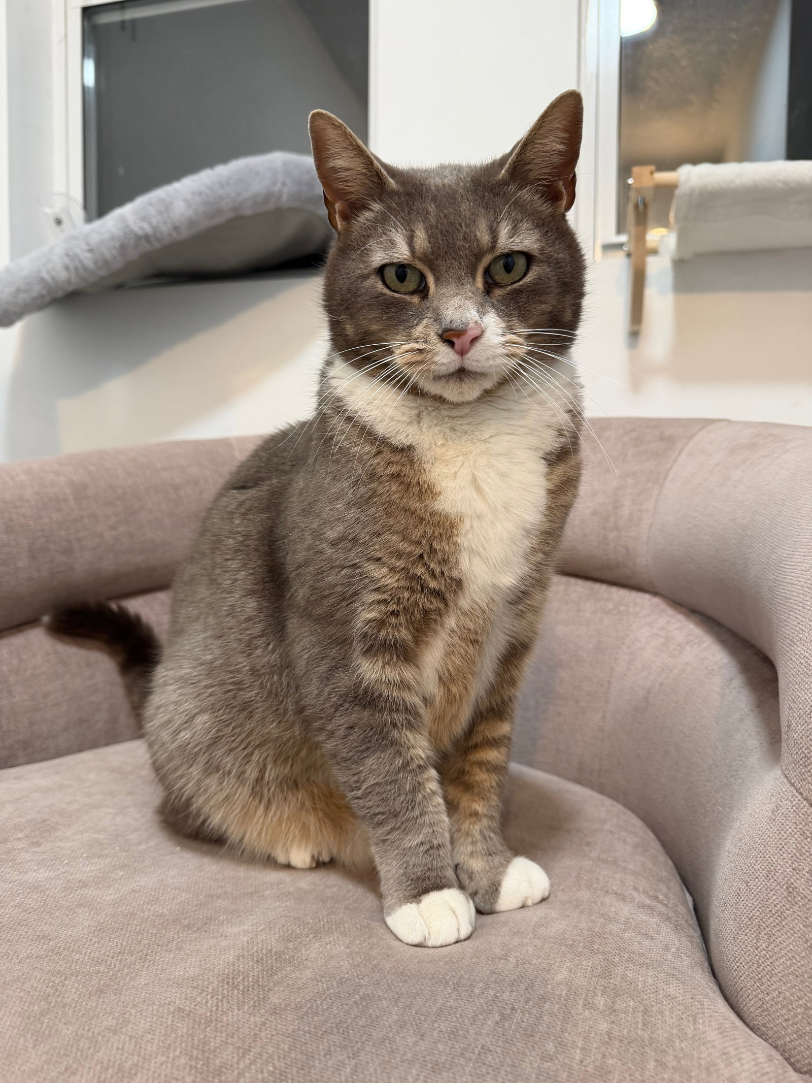 Theodore Image