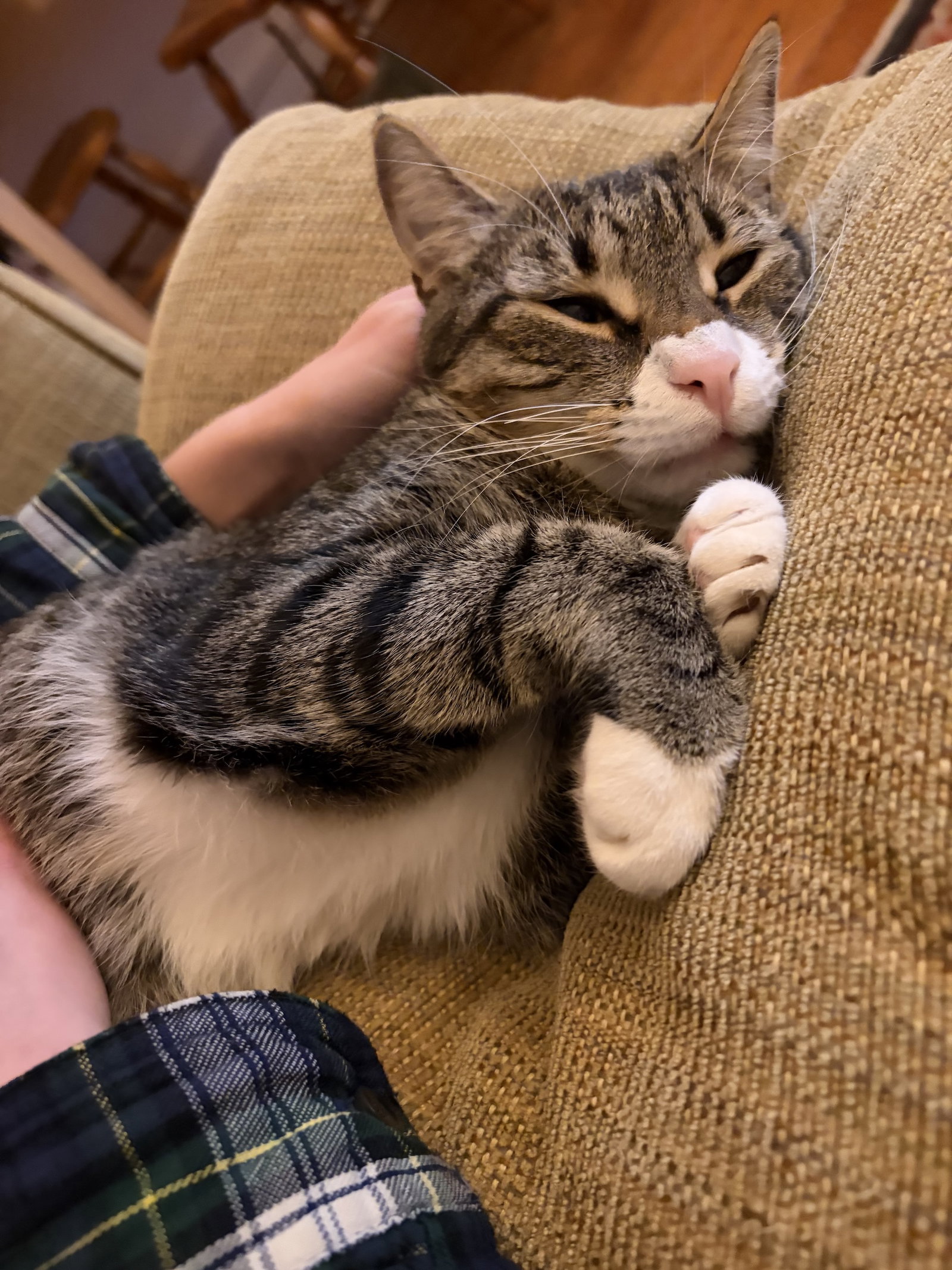 Sammy Image