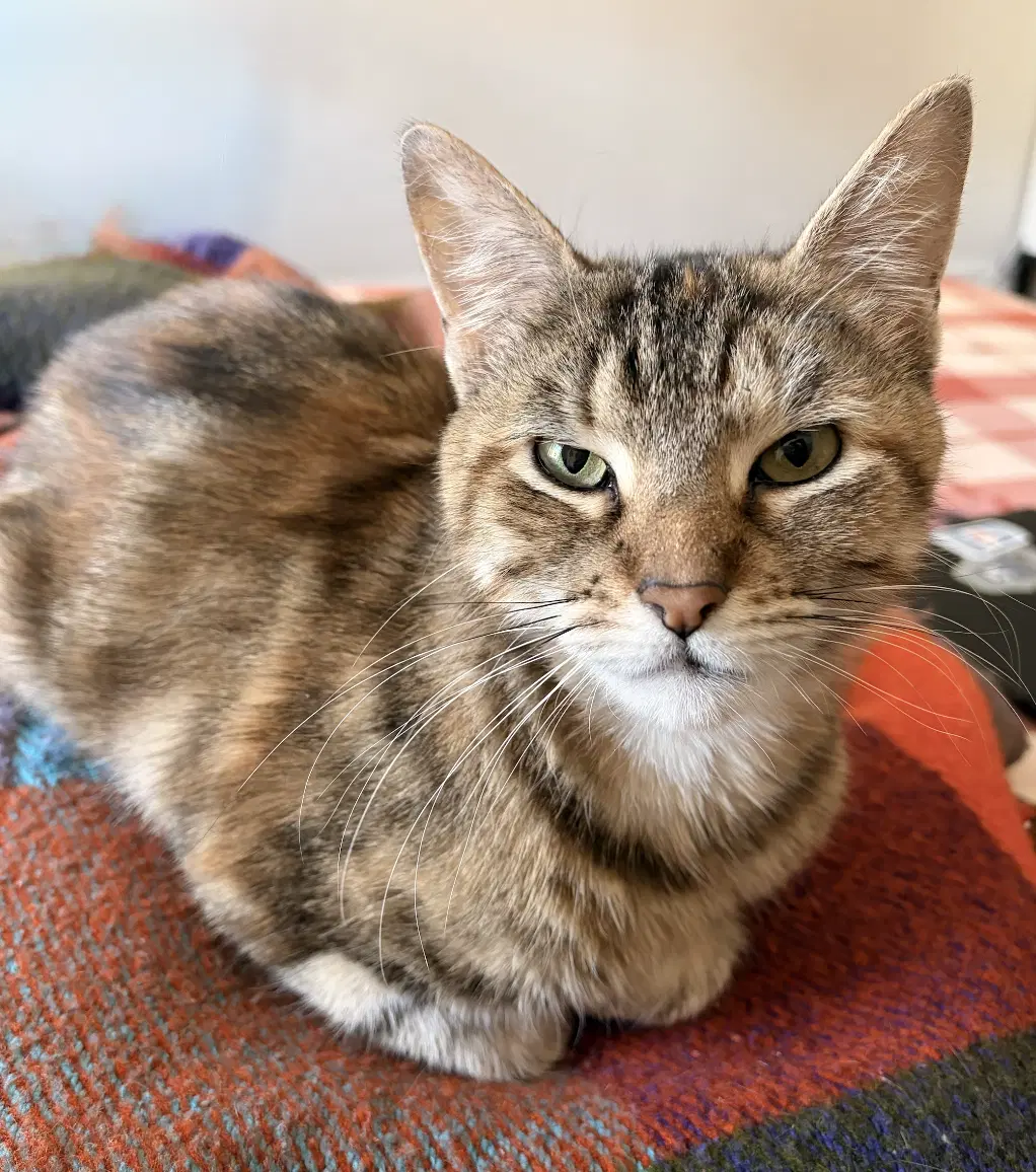 Twiggy - Tortoiseshell