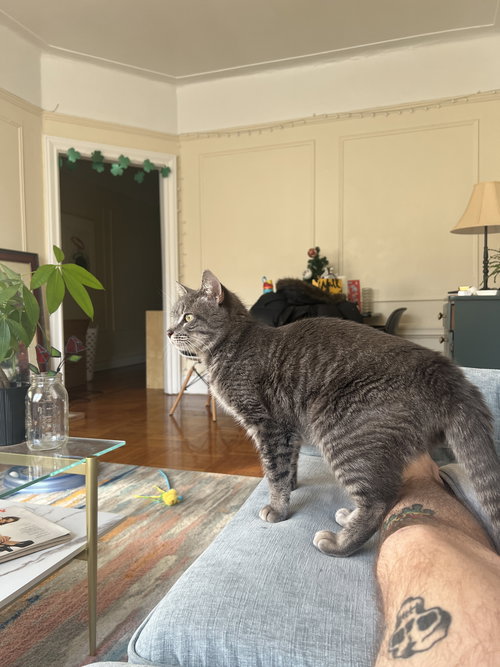 Yuri, Adult Domestic Short Hair (short coat), cat for adoption in Clifton, New Jersey