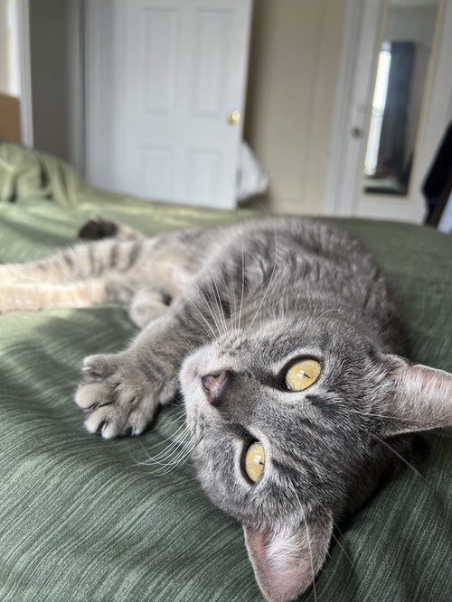 Yuri, Adult Domestic Short Hair (short coat), cat for adoption in Passaic, New Jersey