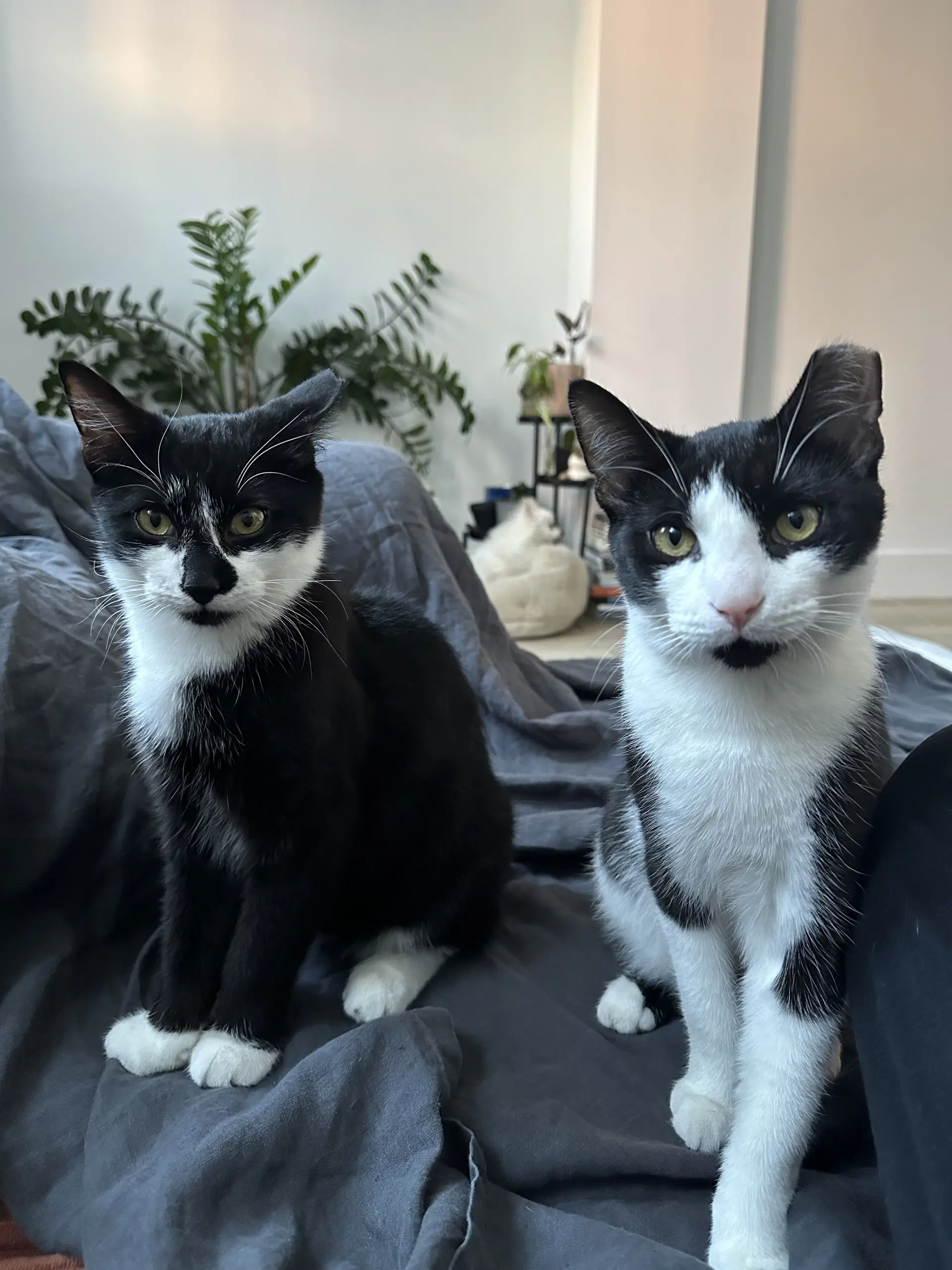 Comet And Starr - Domestic Short Hair