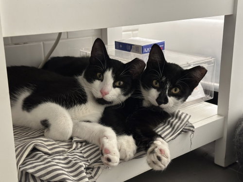 Photo 2 of Comet and Starr