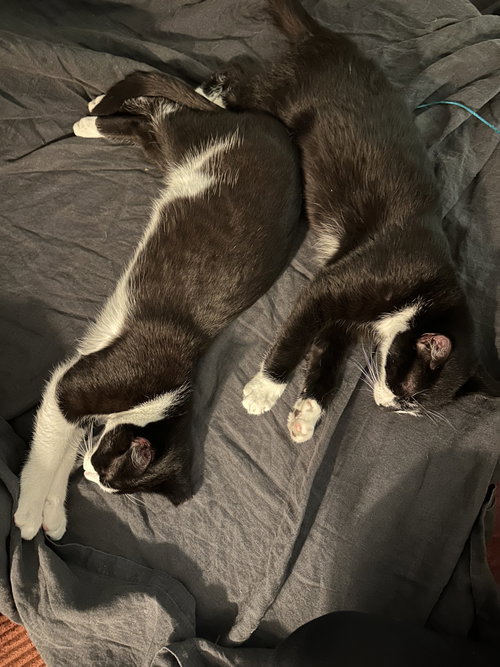 Photo 4 of Comet and Starr