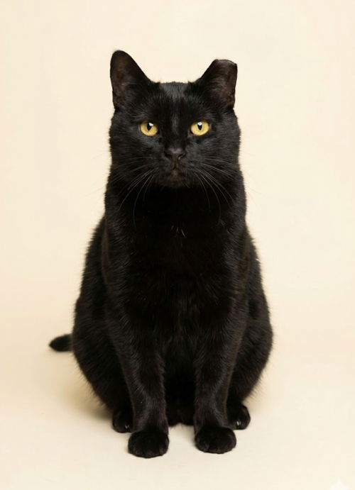 Daisy, Adult Domestic Short Hair (short coat), cat for adoption in Clifton, New Jersey