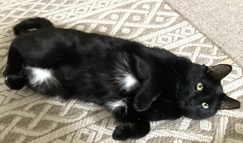Misty, an adoptable Domestic Short Hair in Brooklyn, NY