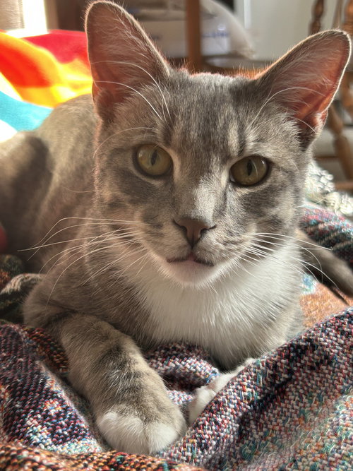 Ollie, Young Domestic Short Hair (short coat), cat for adoption in Clifton, New Jersey