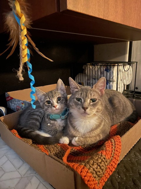 Juniper & Ollie, Young Domestic Short Hair (short coat), cat for adoption in Clifton, New Jersey
