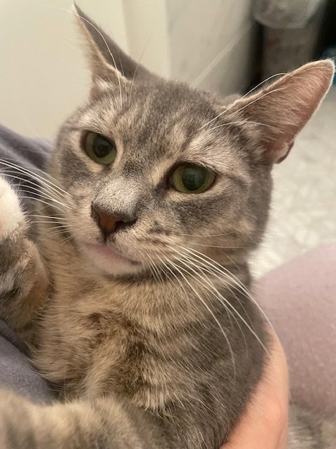 Juniper & Ollie, Young Domestic Short Hair (short coat), cat for adoption in New Brunswick, New Jersey