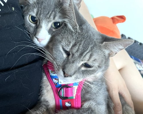 Juniper & Ollie, an adoptable Domestic Short Hair in Brooklyn, NY