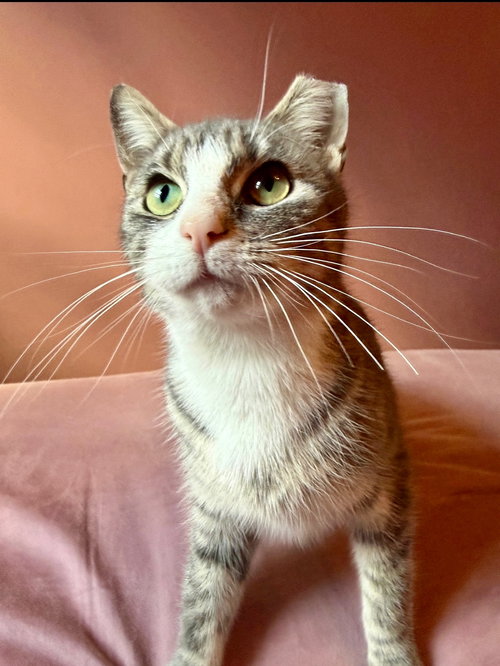 Sugarbeans, an adoptable Domestic Short Hair in Brooklyn, NY