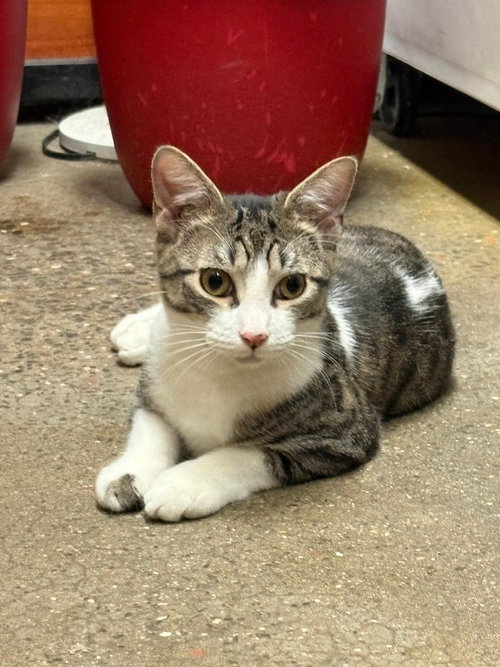 Checkers & Chess, an adoptable Domestic Short Hair in Brooklyn, NY