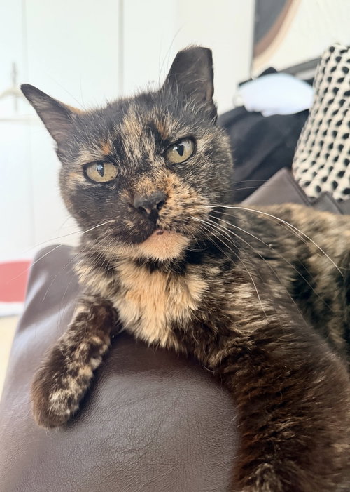 Cookie, an adoptable Domestic Short Hair in Brooklyn, NY