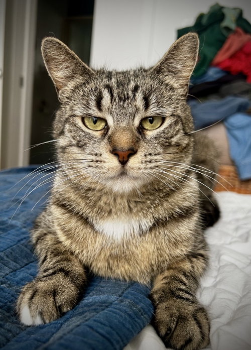 Foxglove, Young Domestic Short Hair (short coat), cat for adoption in New Rochelle, New York