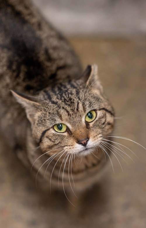 animal-image