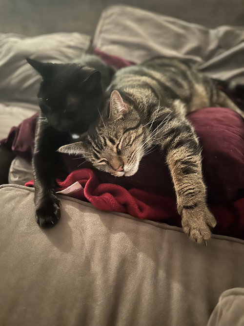 Henry and Onyx, Senior Domestic Short Hair (short coat), cat for adoption in Clifton, New Jersey