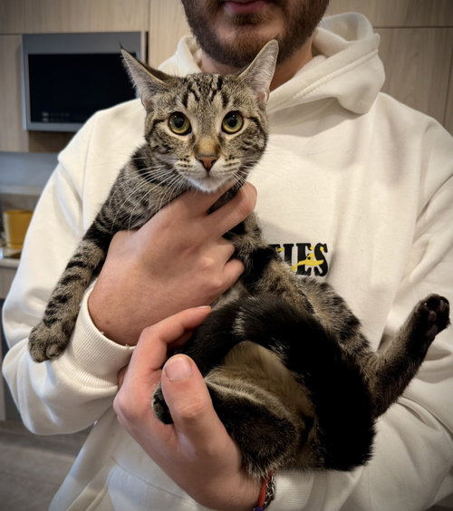 Shuttle and Airtrain, an adoptable Domestic Short Hair in Brooklyn, NY