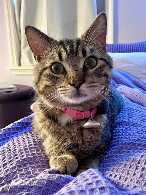 Tristan, Young Tabby (short coat), cat for adoption in Kearny, New Jersey