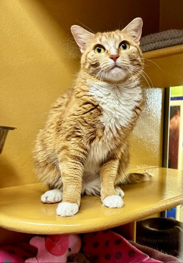 Yma Sumac, an adoptable Domestic Short Hair in Brooklyn, NY