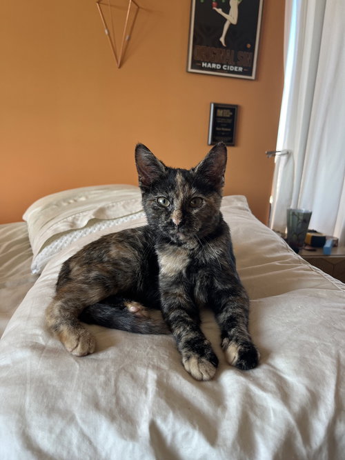 Whiskey, an adoptable Tortoiseshell in Brooklyn, NY