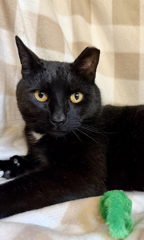 Miko, an adoptable Domestic Short Hair in Brooklyn, NY