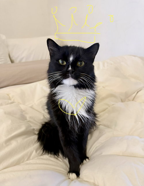 Pom Pom, an adoptable Maine Coon in Brooklyn, NY