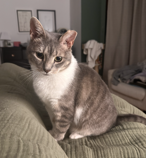 Jeannie, Adult Domestic Short Hair (short coat), cat for adoption in Clifton, New Jersey