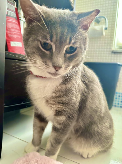 Grumpy, an adoptable Domestic Short Hair in Brooklyn, NY