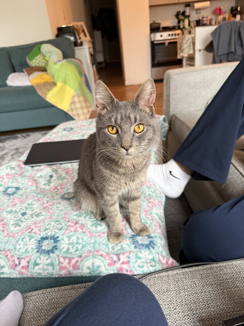 Blizzard, Young Domestic Short Hair (short coat), cat for adoption in Clifton, New Jersey