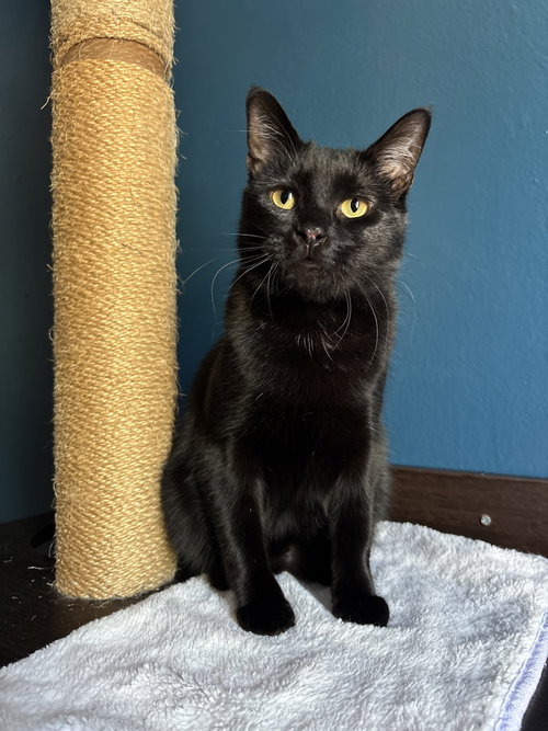 Sashimi, an adoptable Domestic Short Hair in Brooklyn, NY