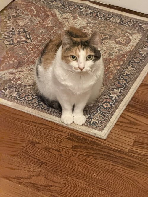 Rumors, Senior Domestic Short Hair (short coat), cat for adoption in Clifton, New Jersey