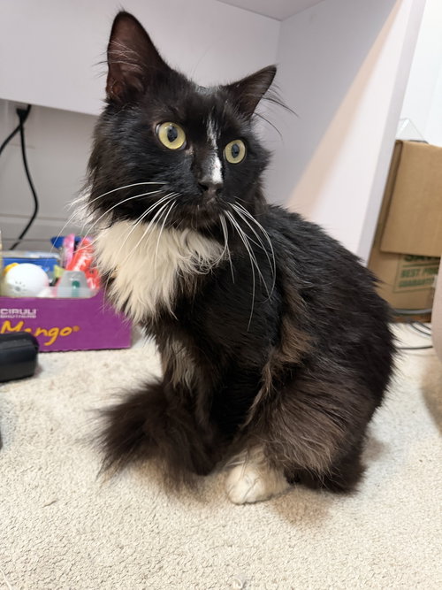 Truffles, an adoptable Domestic Medium Hair in Brooklyn, NY