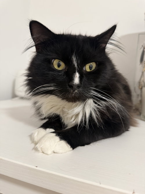 Truffles, Young Domestic Medium Hair (medium coat), cat for adoption in New Rochelle, New York