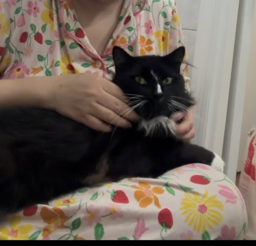 Truffles, Young Domestic Medium Hair (medium coat), cat for adoption in New Rochelle, New York
