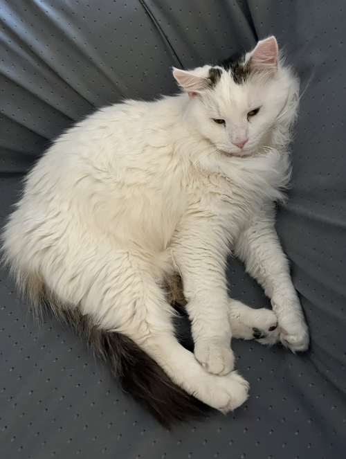 Sly, an adoptable Domestic Long Hair in Brooklyn, NY
