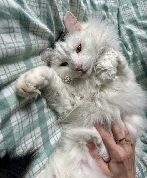 Sly, Adult Domestic Long Hair (long coat), cat for adoption in New Rochelle, New York