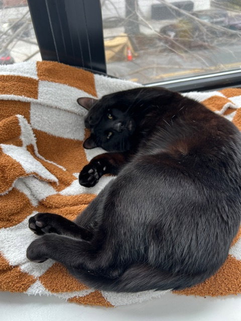 Baloo, Young Domestic Short Hair (short coat), cat for adoption in Clifton, New Jersey