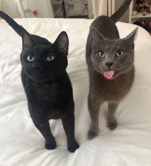 Grubhub & Seamless, Young Domestic Short Hair (short coat), cat for adoption in Clifton, New Jersey