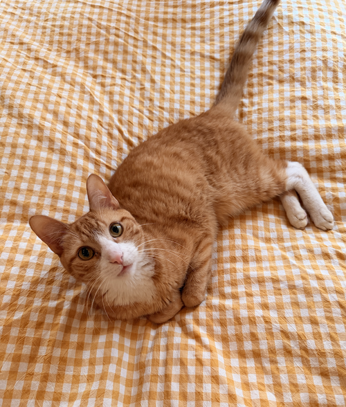 DoorDash, Young Domestic Short Hair (short coat), cat for adoption in Clifton, New Jersey