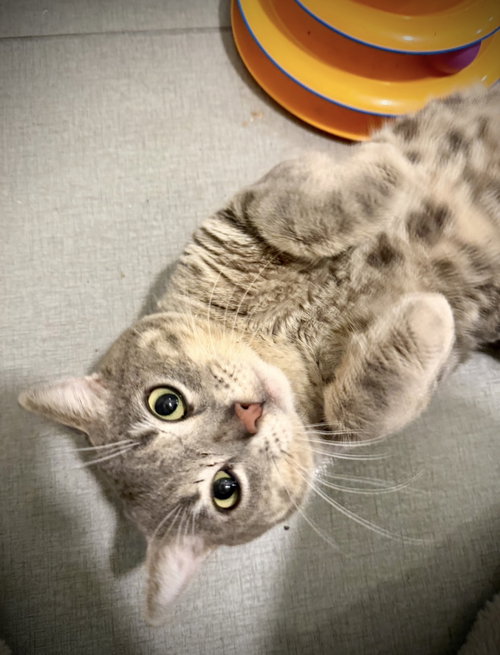 Comet, an adoptable Domestic Short Hair in Brooklyn, NY