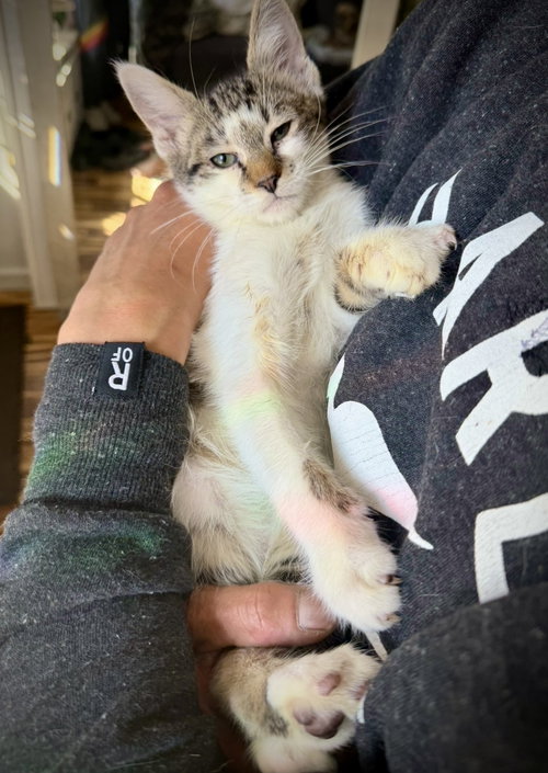 Et Cetera, an adoptable Domestic Short Hair in Brooklyn, NY