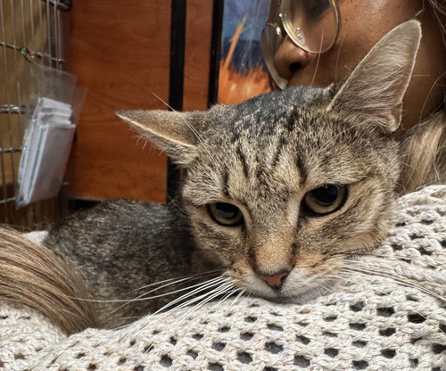 Stony, Young Domestic Short Hair (short coat), cat for adoption in Passaic, New Jersey