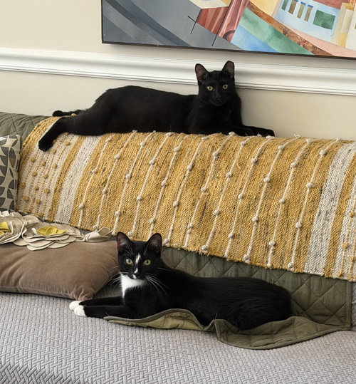 Midnight & Alex, an adoptable Domestic Short Hair in Brooklyn, NY