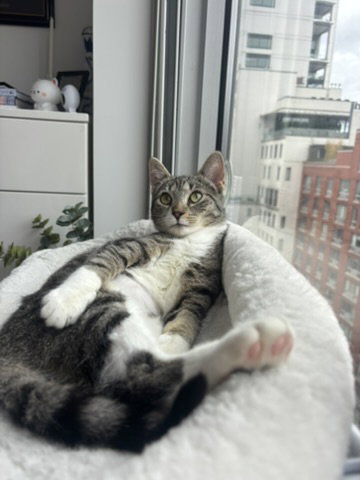Shirley, Young Domestic Short Hair (short coat), cat for adoption in Clifton, New Jersey