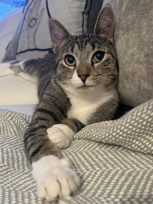 Shirley, Young Domestic Short Hair (short coat), cat for adoption in New Rochelle, New York