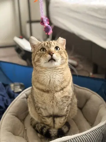 Patchouli - Domestic Short Hair
