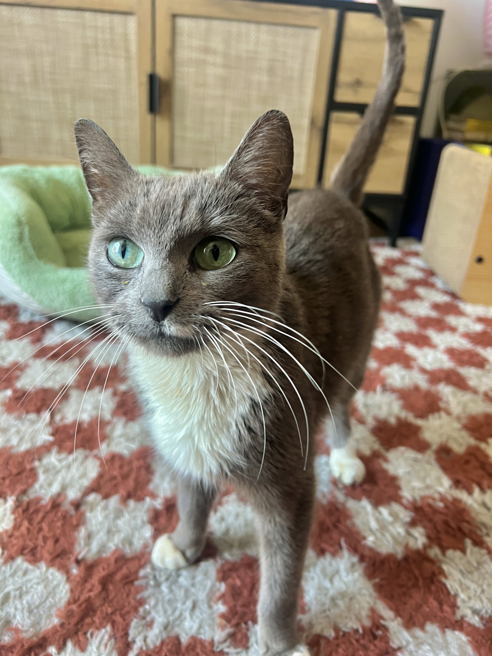 Anya