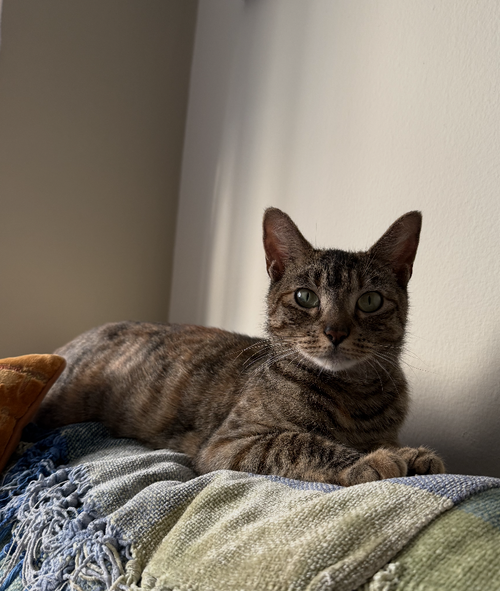 Divine, Young Domestic Short Hair (short coat), cat for adoption in New Rochelle, New York