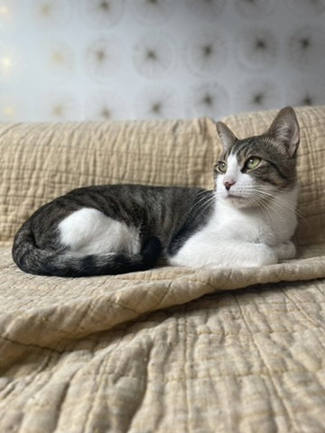 Donovan, Young Domestic Short Hair (short coat), cat for adoption in New Rochelle, New York